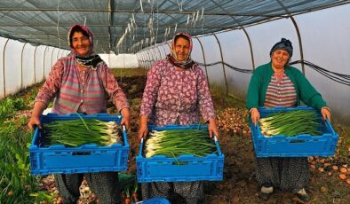 Büyükşehir’den yüzde 50 hibeli modern sera desteği