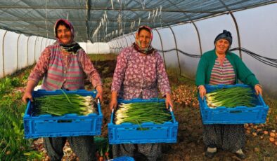 Kocaeli’de yüzde 50 hibeli modern sera desteği