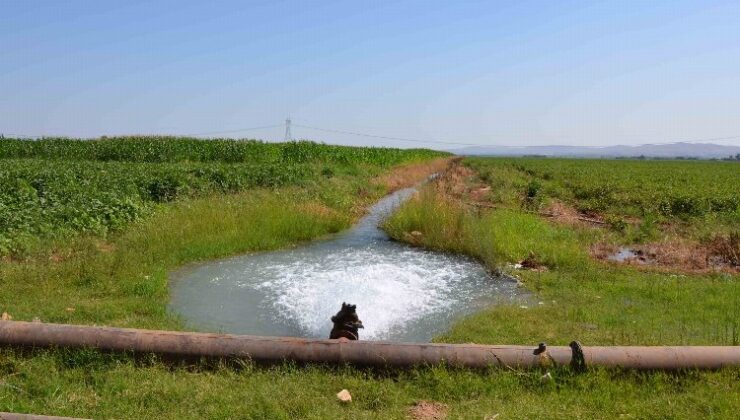 18 bin çiftçiyi ilgilendiriyor! Şanlıurfa ve Mardin’deki tarımsal sulama abonelerine son uyarı!