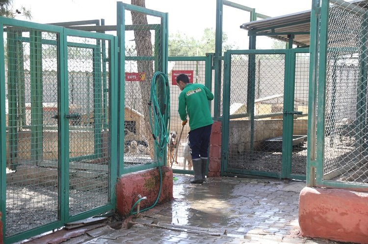 Gaziantep Büyükşehir, sokak hayvanlarına sahip çıkıyor