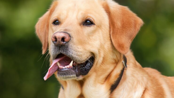 AK Parti’nin Sokak Köpeklerinin Uyutulması Teklifine Tepkiler Çığ Gibi !