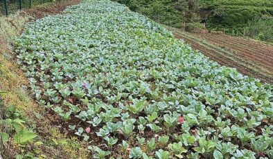 Karadeniz Ekonomisinin Görünmeyen Kahramanları