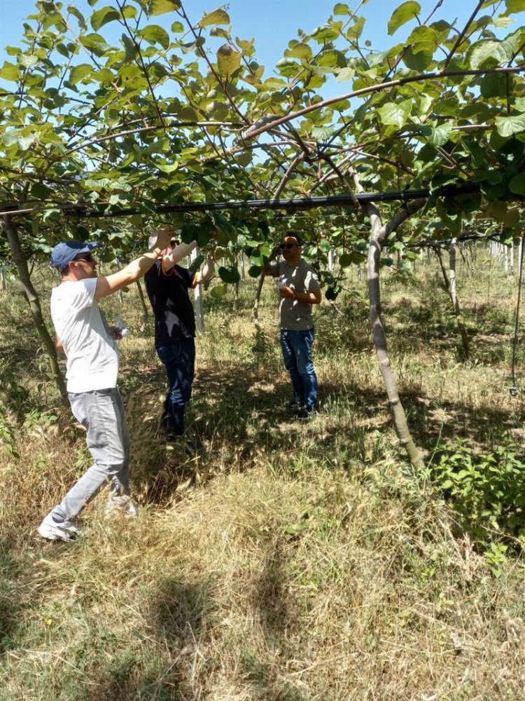 6 bin Samuray Arısı Bursa'da doğaya salındı