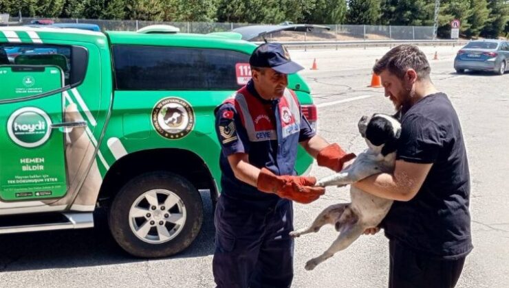 Havsa’da jandarma yaralı köpeği kurtardı