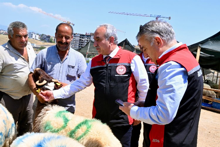 İzmir hayvan pazarları Kurban Bayramı'na hazır