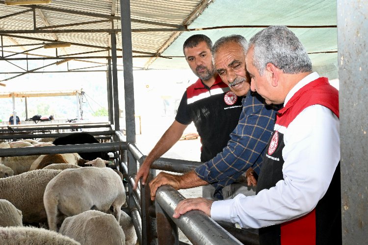 İzmir hayvan pazarları Kurban Bayramı'na hazır