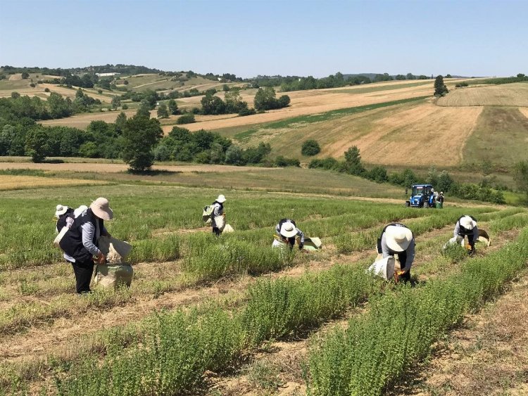 Kocaeli’de yerli ve milli makineyle kekik hasadı