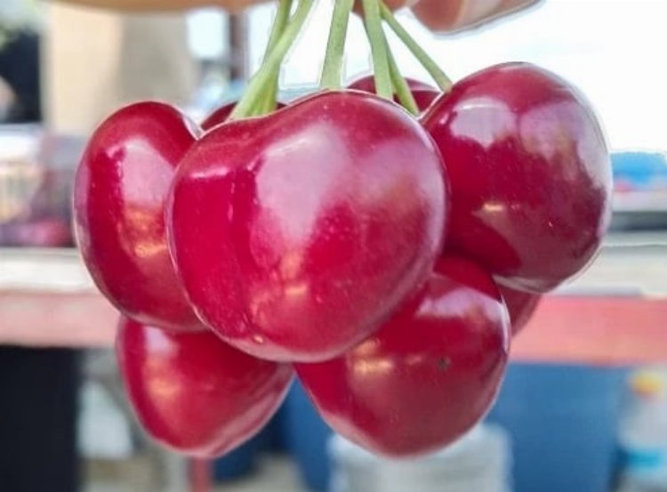 Öncü girişimci Figen Bozkurt İpsala kirazını marka yapacak