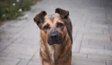 Türkiye Psikiyatri Derneği’nden Sokak Köpeklerinin Uyutulması Yasa Tasarısı Tepkisi!