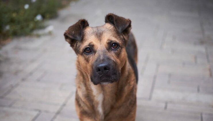 Türkiye Psikiyatri Derneği’nden Sokak Köpeklerinin Uyutulması Yasa Tasarısı Tepkisi!