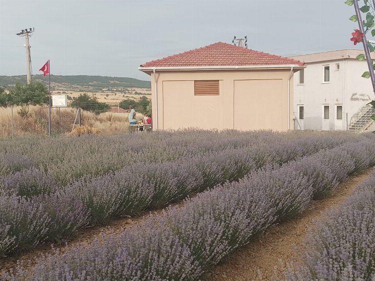 Yenimuhacır lavanta bahçesi ile tanıştı