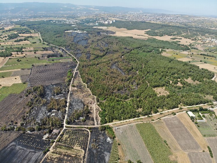 Başkan Bozbey’den ağaçlandırma seferberliği