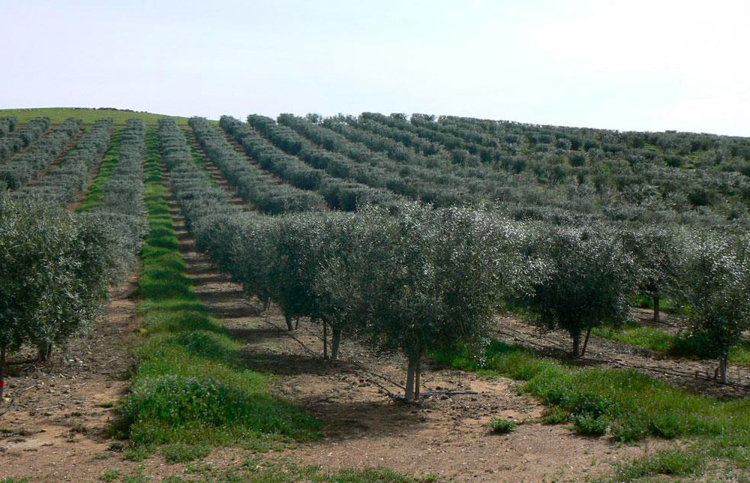 Bursa İznik’in zeytin tarlaları ilçeye renk katıyor