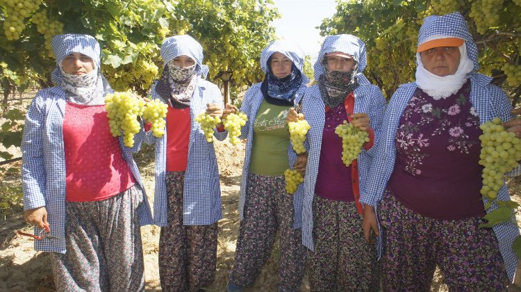 Diyabet hastalarının tercih ettiği üzüme vize çıktı