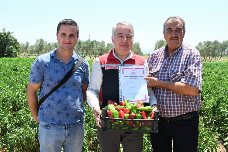 İzmir Torbalı'da coğrafi tescilli Arslanlar Biberi'ne büyük ilgi