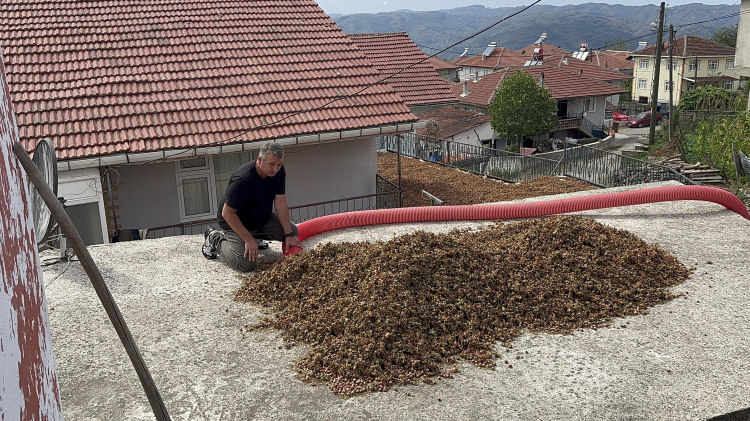 Düzce'de zorlu fındık hasadında patoz başladı