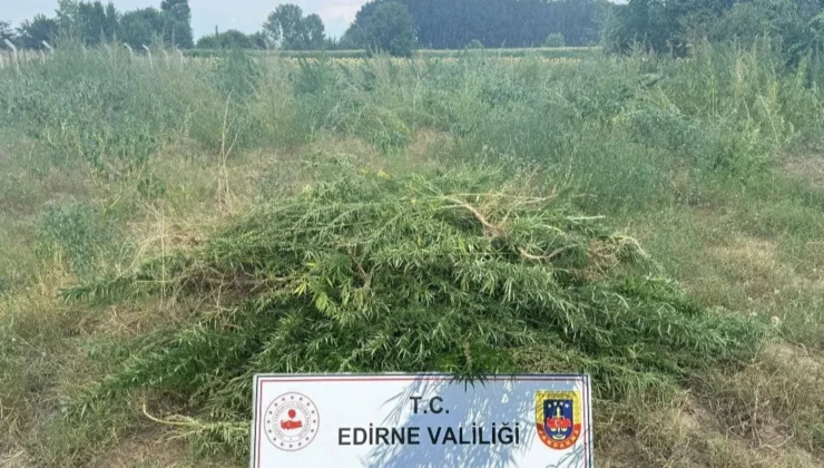 Edirne Keşan’da 3 bin kenevir bitkisine imha