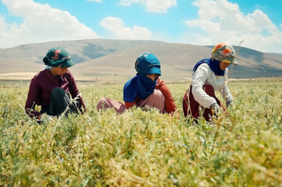 Kayseri'de yeşil mercimek ekimi artırılıyor