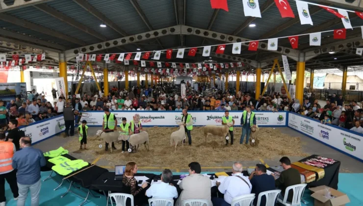 Küçükbaş Hayvancılık Festivali için geri sayım başladı