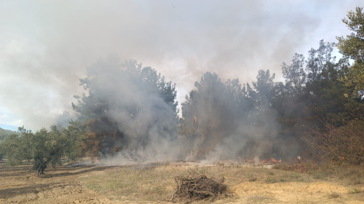 Mudanya Çağrışan'da tarım arazisinde çıkan yangın korkuttu