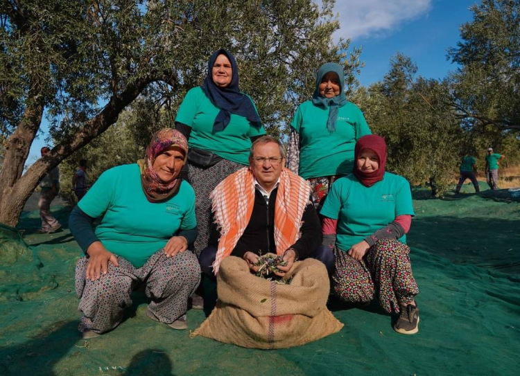 Ayvalık'ta belediye zeytinliklerinde ilk hasat