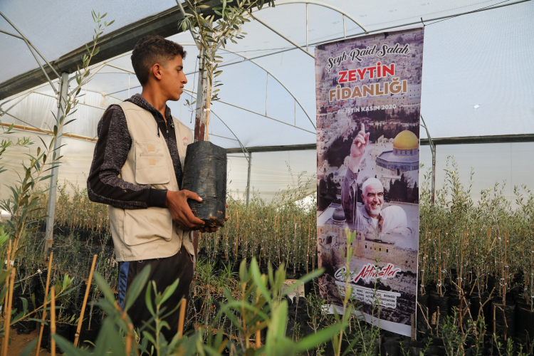 Genç Aktivistler’den Filistin’e 10 bin zeytin fidanı