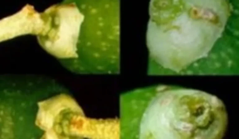 Mudanya’da zeytin güvesi ilaçlaması başladı