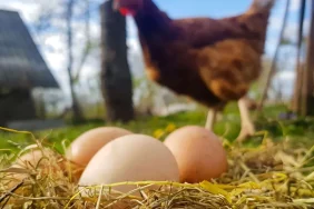 tavuk-kesimi-artti-yumurta-uretimi-azaldi-EB2Uwvyi.webp