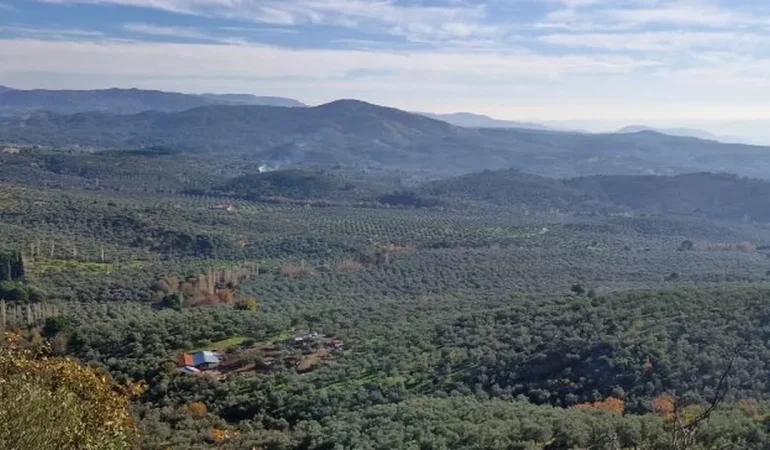 Zeytinlikler neden dokunulmazdır? Ortak açıklama yapıldı