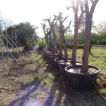 adana-da-kavsak-calismalarinda-agaclara-hassas-dokunus-1765361670-173_large