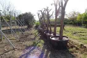 adana-da-kavsak-calismalarinda-agaclara-hassas-dokunus-1765361670-173_large