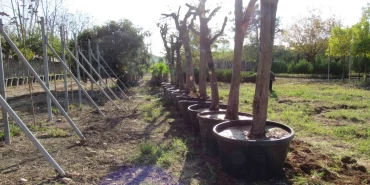 adana-da-kavsak-calismalarinda-agaclara-hassas-dokunus-1765361670-173_large