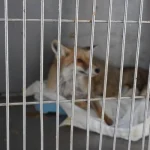 adiyaman-da-dogadaki-canlilara-dost-dokunus-1765115040-445_large