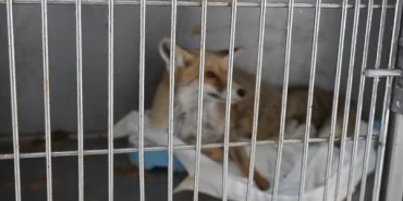 adiyaman-da-dogadaki-canlilara-dost-dokunus-1765115040-445_large