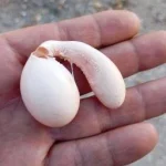 adiyaman-da-tavugun-yumurtasi-sasirtti-1765174148-484_large