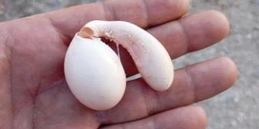adiyaman-da-tavugun-yumurtasi-sasirtti-1765174148-484_large