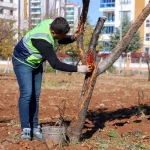 dbb-ozel-yontemlerle-agaclari-tedavi-ediyor-1764973456-825_large