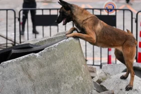 istanbul-maltepe-nin-zeyna-si-artik-ekibin-bir-parcasi-1765349871-595_large