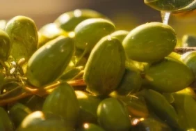 izmir-kooperatifcilik-bulusmalari-19-aralik-ta-1764831191-719_large