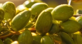 izmir-kooperatifcilik-bulusmalari-19-aralik-ta-1764831191-719_large