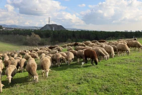 kocaeli-de-damizlik-koc-destegiyle-kuzulama-oranlari-artiyor-suruler-guclendi-verim-artti-1765197191-287_large