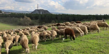 kocaeli-de-damizlik-koc-destegiyle-kuzulama-oranlari-artiyor-suruler-guclendi-verim-artti-1765197191-287_large