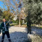 mugla-milas-in-yesil-alanlarda-zeytin-hasadina-devam-ediyor-1765356988-718_large