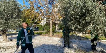 mugla-milas-in-yesil-alanlarda-zeytin-hasadina-devam-ediyor-1765356988-718_large