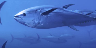 orkinos-kotasi-yuzde-20-artti-1764869601-943_large