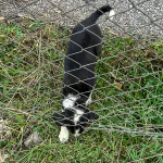 sakarya-da-11-metrelik-cukurdan-sag-salim-kurtarildi-1764770684-752_large