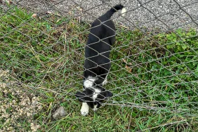 sakarya-da-11-metrelik-cukurdan-sag-salim-kurtarildi-1764770684-752_large