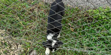 sakarya-da-11-metrelik-cukurdan-sag-salim-kurtarildi-1764770684-752_large