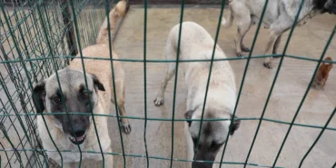 sivas-belediyesi-nden-sokak-hayvanlarina-modern-barinak-1764679501-986_large